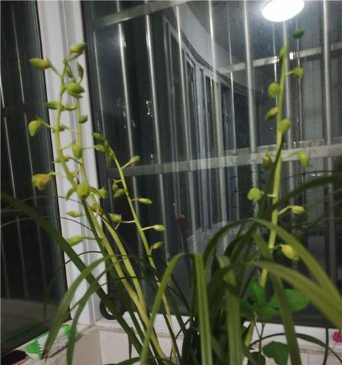 精心养护，打造一品冠之美（探索一品冠的养护之道）