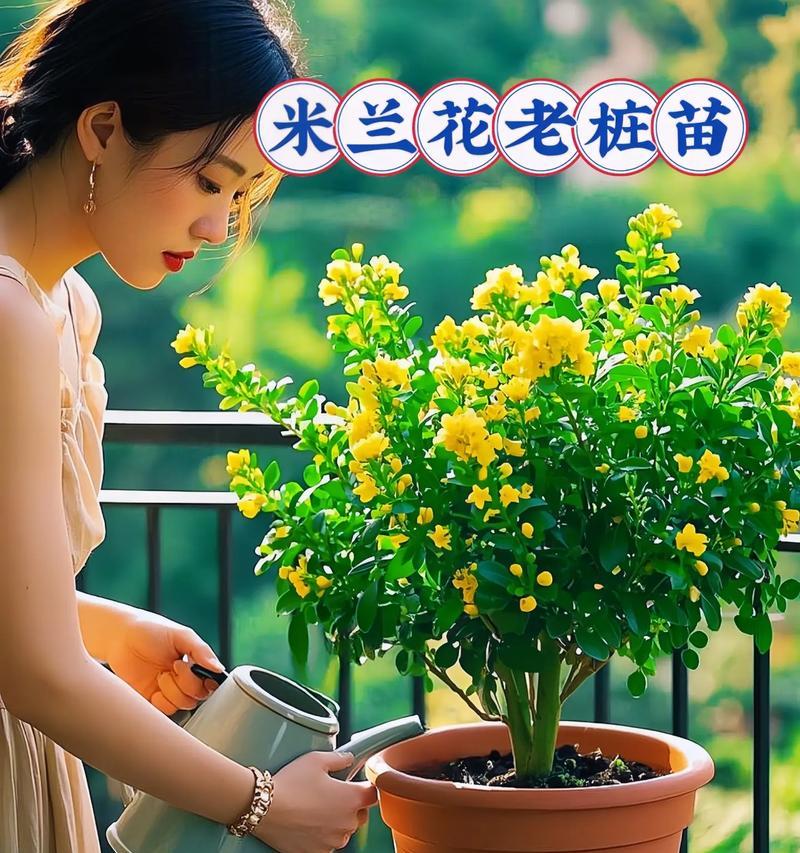 米兰这个季节怎么养？探索四季养护（从春夏秋冬，为你揭秘米兰的养护秘籍）