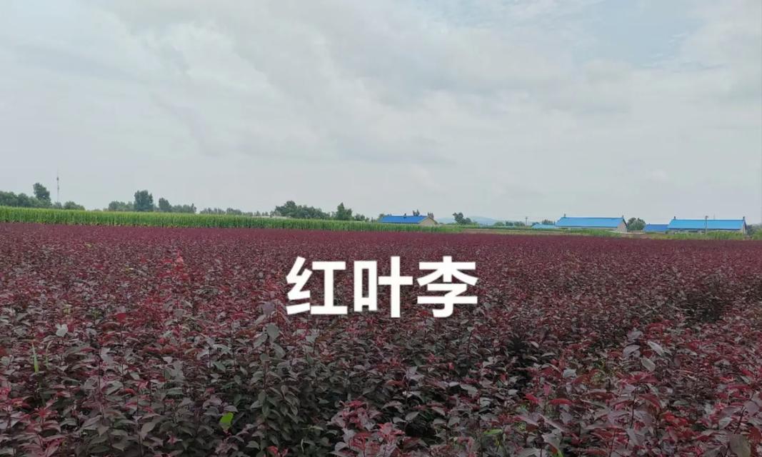 红叶李并非草本植物，常见误解解析（探究红叶李的真实身份及其生长特征）