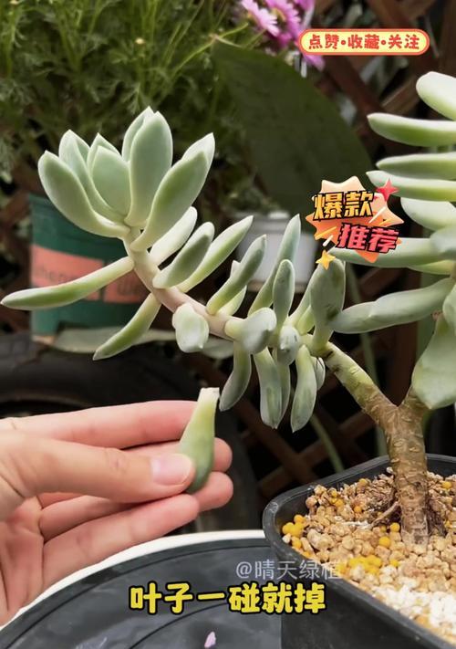 夏季养护多肉叶的秘诀（打造多肉叶繁茂的夏天之道）
