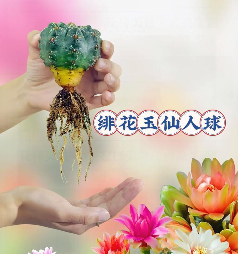以绯花玉各种花色的区分与特点（探索绯花玉的花色世界及其品质特征）