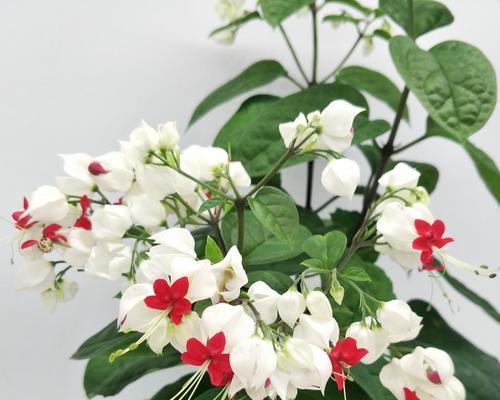 龙吐珠的养护和栽培技巧（掌握这些方法让你的龙吐珠更健康成长！）