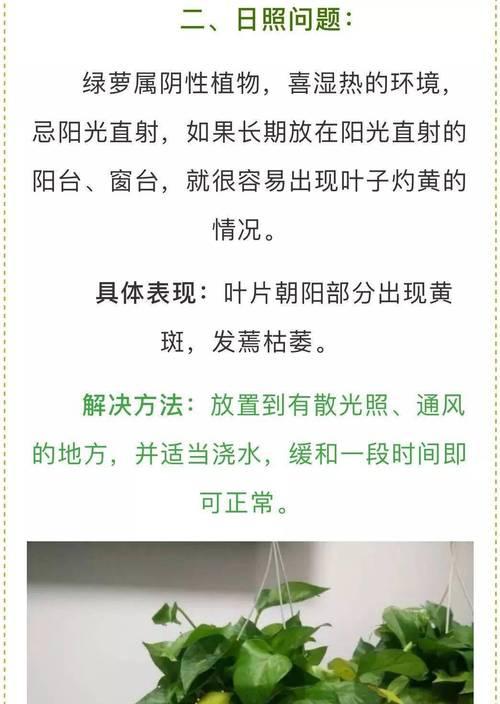 以吊兰绿萝怎么培养（绿植养护的小技巧）