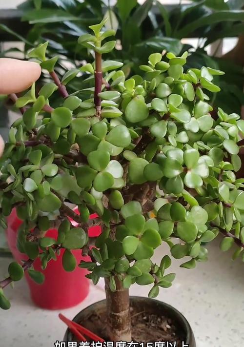 金枝玉叶嫁接技术全解析（了解嫁接技术，打造美丽植物世界）