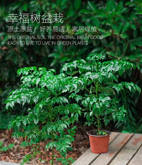 幸福树在办公室的养护指南（打造愉悦办公环境的秘诀）