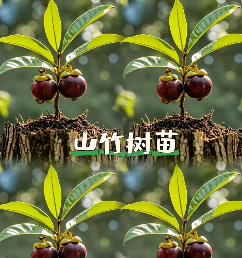 湖南种山竹的可行性探讨（探究湖南气候和土壤条件下种植山竹的优势与劣势）