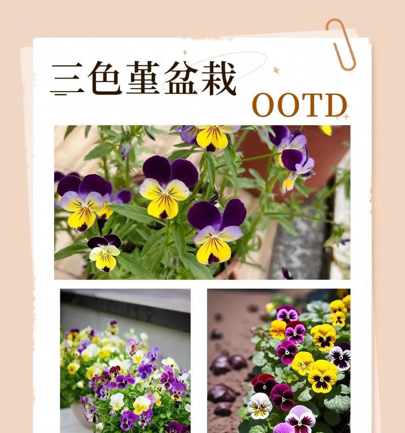 三色堇冬季养护之要点（温暖、湿润、适度施肥，打造美丽的冬季三色堇花园）
