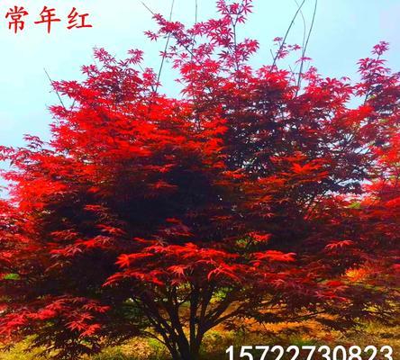 红枫的嫁接方法及技巧（以红枫怎么嫁接成功？嫁接红枫的关键步骤解析）
