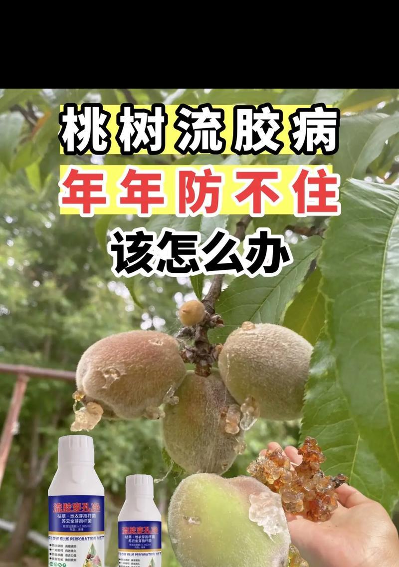 从清理到利用，最全面的落果处理指南！（从清理到利用，最全面的落果处理指南！）