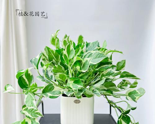如何清洁大叶绿萝叶面（有效方法教你清理大叶绿萝叶面，让植物恢复光彩）