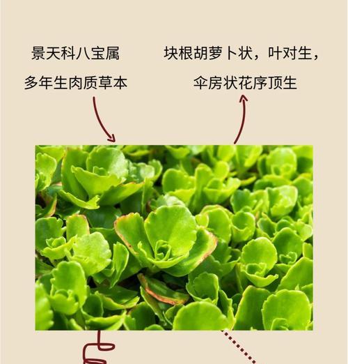 八宝花养殖：了解毒性，健康养护！