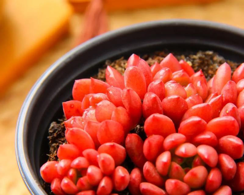 多肉红宝石如何分盆？（手把手教你多肉红宝石分盆的技巧与要领）