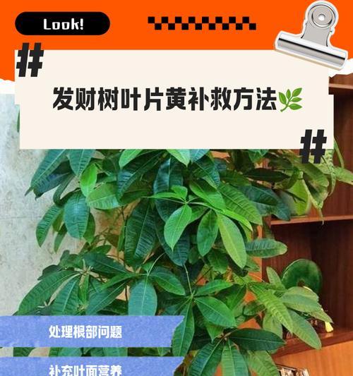 发财树冬季叶子发软，如何保护？（发财树叶子发软的原因及解决方法，让你的发财树健康茁壮！）