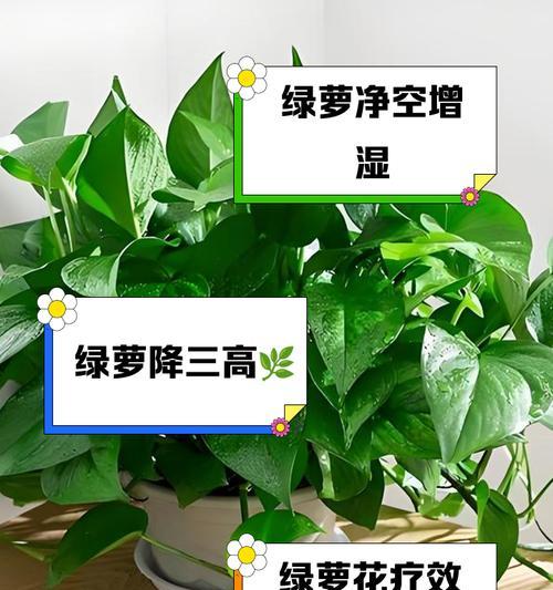 绿萝无松土怎么办（掌握养护技巧，让绿萝茁壮成长）