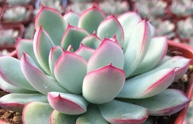 以黄金花月夜怎么养为主题的全面指南（黄金花月夜养护要点及常见问题解答）