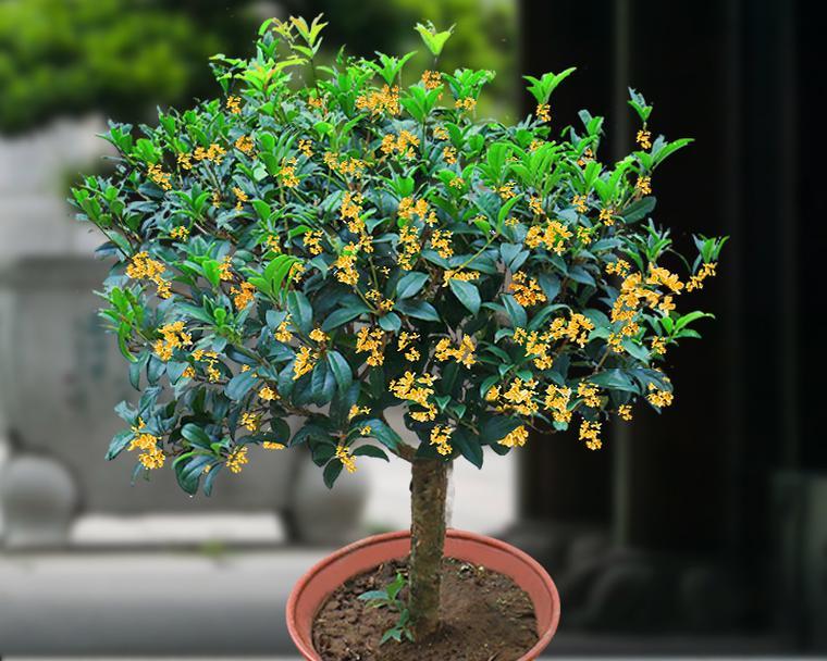 桂花的养护与管理（香气四溢，秋意浓浓——桂花的精心呵护）