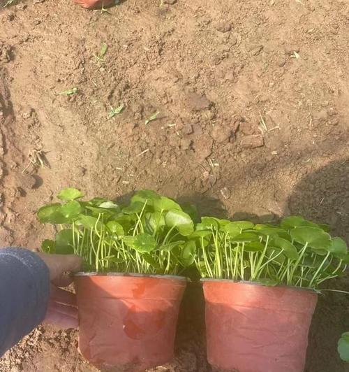 铜钱草茎部培育秘籍（掌握关键技巧，成功培养出繁茂的铜钱草）