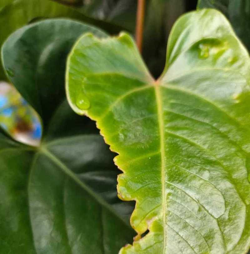 红掌叶尖为何干枯？（探寻红掌叶尖干枯的原因及解决方法）