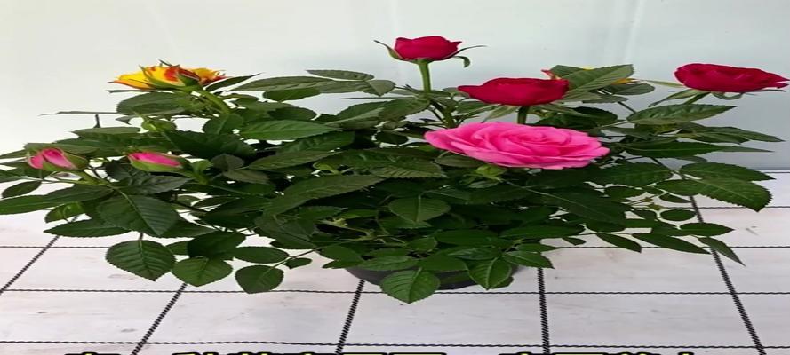 如何让玫瑰花绽放秀美的花朵