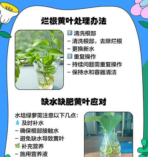 揭秘绿萝水黄的原因（水质成分变化引发的绿萝生长问题）