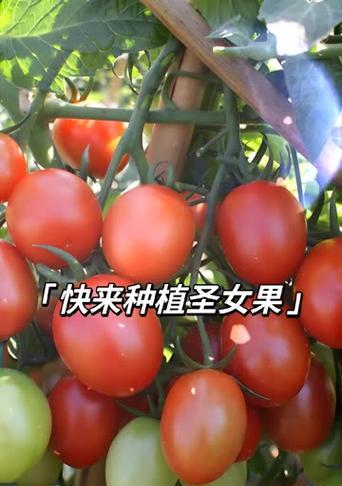 圣女果种植全指南（时间、方法、技巧一网打尽）