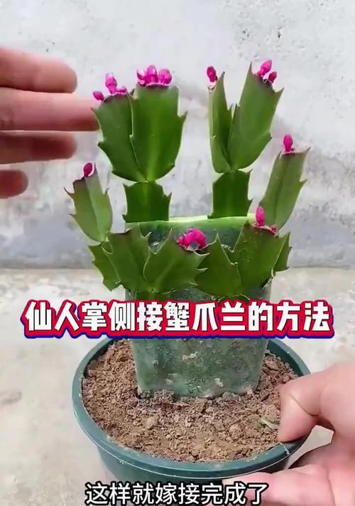 解抓兰开花的修剪技巧（让你的解抓兰绽放芬芳，妙招揭秘）
