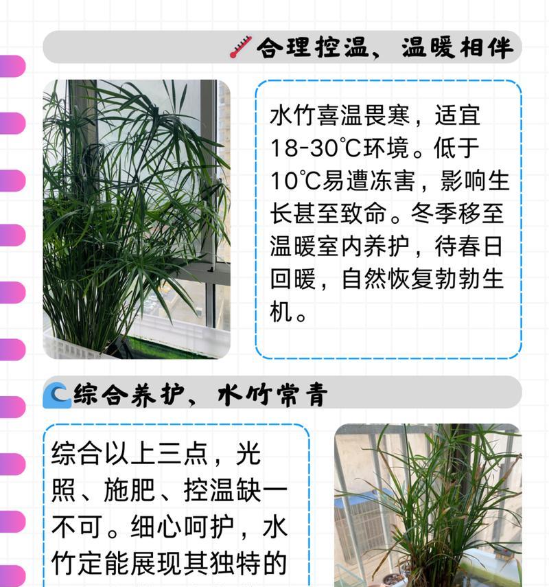 伞竹养殖全攻略（从选种到养护，这15个要点你一定要掌握！）