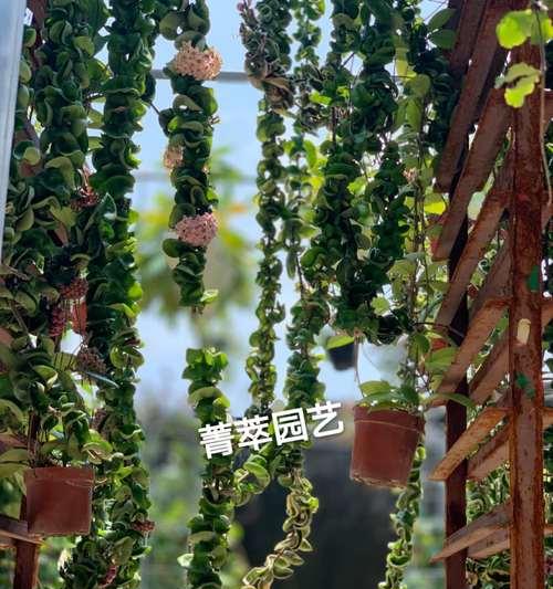 室内养球兰之肥料技巧（掌握球兰养护的关键，合理施肥才能触手可及）