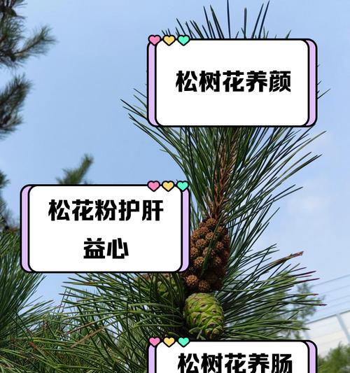 以松树皮养花的方法与技巧（发掘松树皮的潜力，为您的花朵提供良好环境）