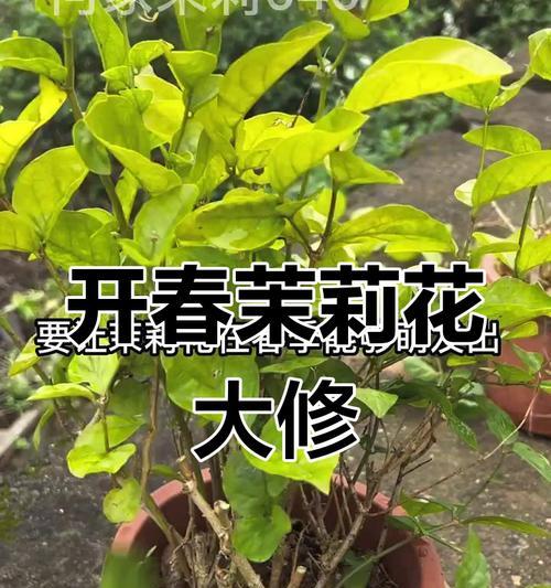 茉莉花的修剪技巧（掌握茉莉花修剪，打造美丽花园）