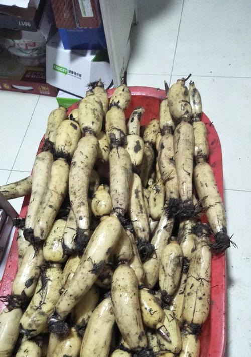 种植藕的全过程（以莲怎么种植藕-从选种到收获，一步步教你如何种植藕）