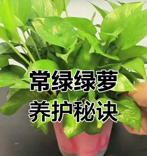 办公室绿箩养护指南（快速养护办公室绿箩，打造生机盎然的工作环境）