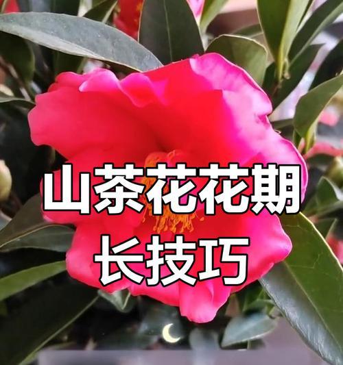 山茶花的花期和魅力