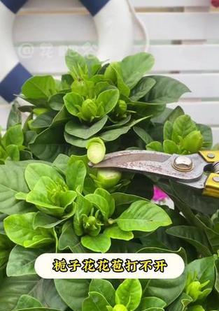 栀子花为何不结花苞？（探究栀子花不结花苞的原因及解决方法）