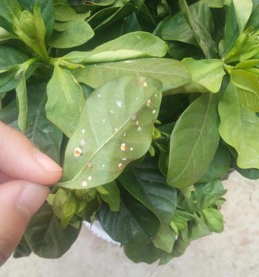 栀子花生病了！（探究栀子花生病的原因及治疗方法）