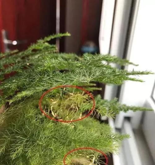 老叶的处理方法与应用——以文竹为例（保养文竹，善待老叶，让植物焕发新生）
