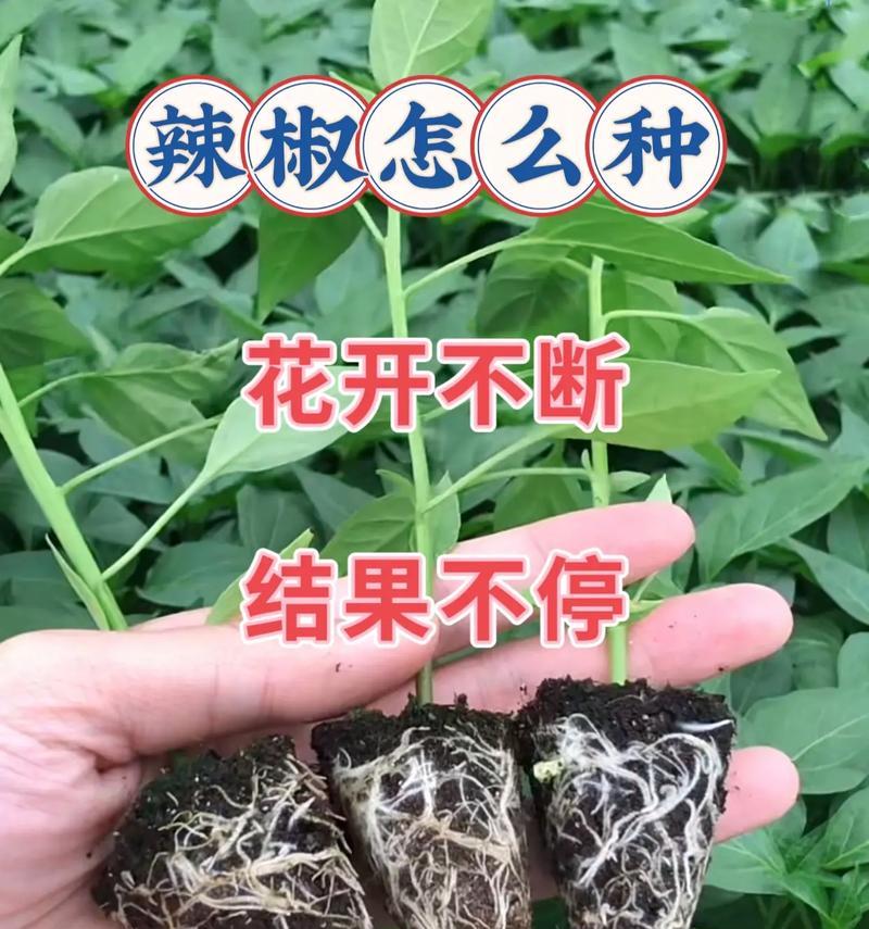 辣椒生长的环境条件及特点（探究辣椒生长的秘密，了解它的喜好和独特之处）