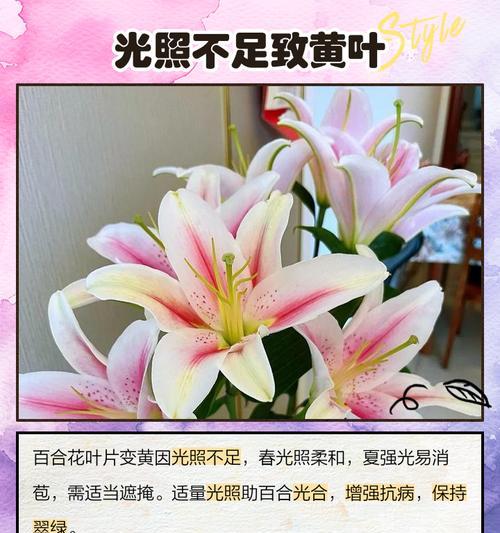花卉黄叶的原因及辨别方法（从环境、病虫害、养护方面分析，让你轻松找出黄叶原因）