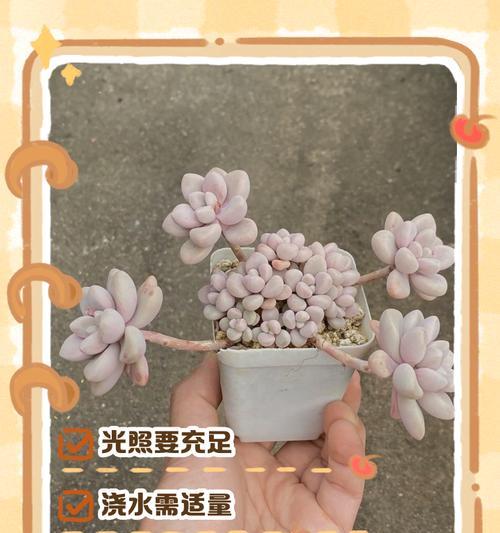 多肉新月养护指南（打造迷人多肉花园，从养护新月开始）