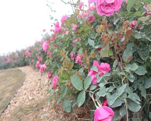 节日礼花月季的优缺点（为你解析送礼的最佳选择）