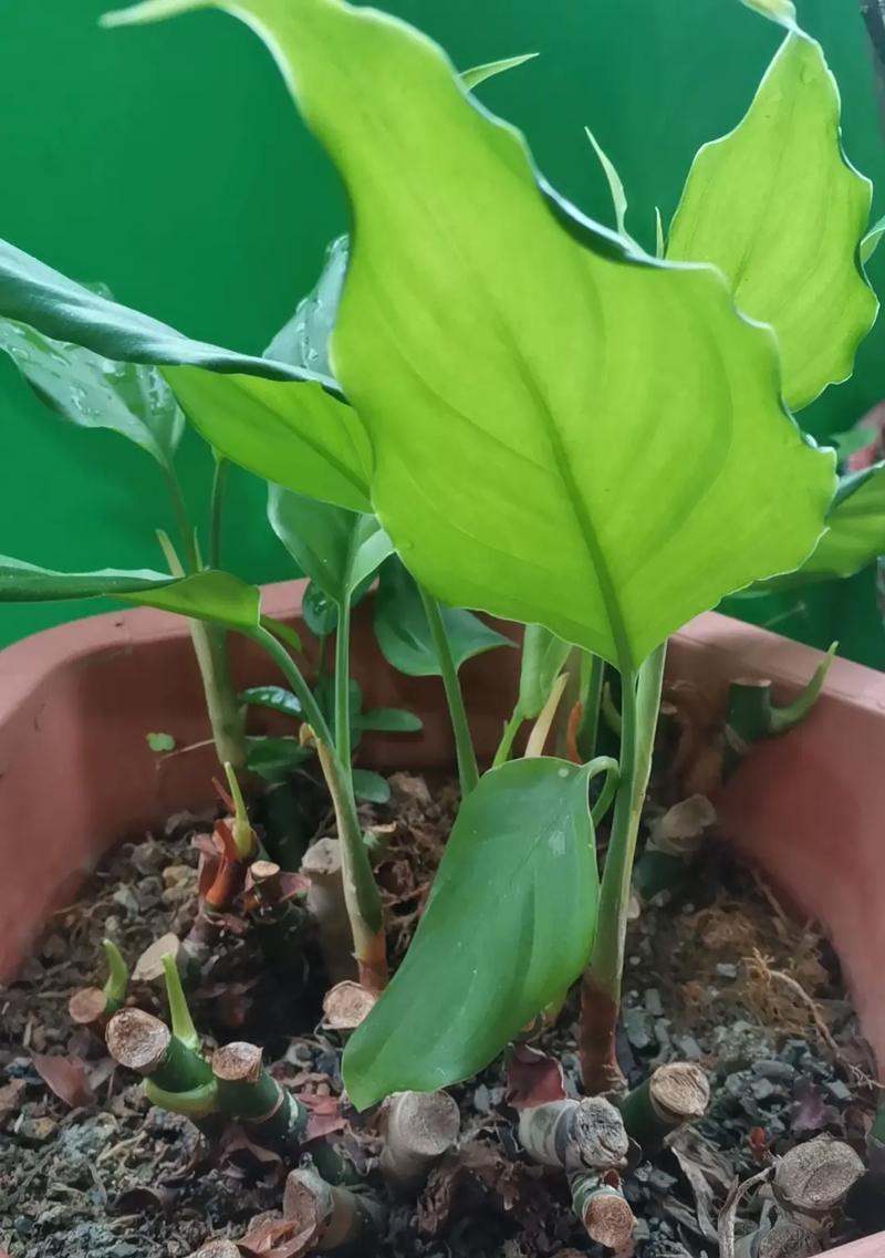 万年青的养护与管理技巧（掌握关键诀窍，让万年青永葆生机）
