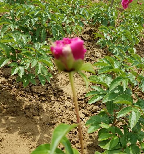 芍药秋季养护技巧（打造美丽的芍药花园，关键在于秋季的正确管理）