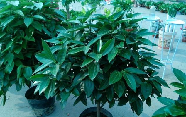 平安树的耐阴特性（了解平安树的阴影喜好和种植技巧）