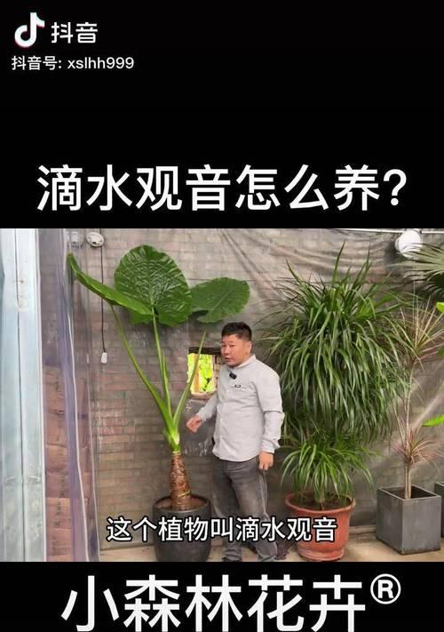 养护滴水观音的诀窍（打造翠绿盛放的滴水观音，培养你的园艺技巧）