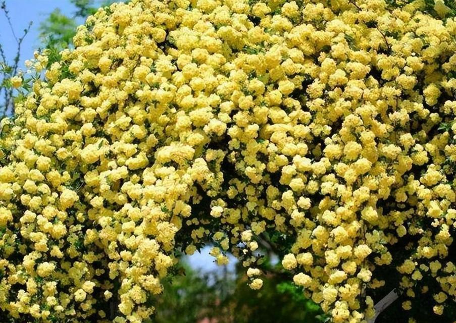 家里可以种木香花吗？（从品种选择到养护技巧，轻松打造木香花的小花园）