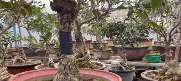 浇水是换盆后养好桂花的关键，注意这个时间点（如何合理浇水，让桂花生根发芽？）