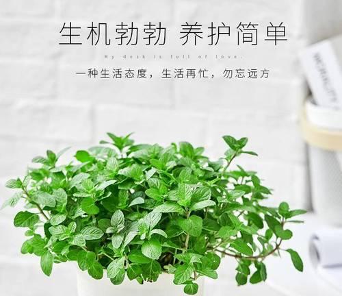如何养护薄荷才能使其呈现出迷人的美丽？