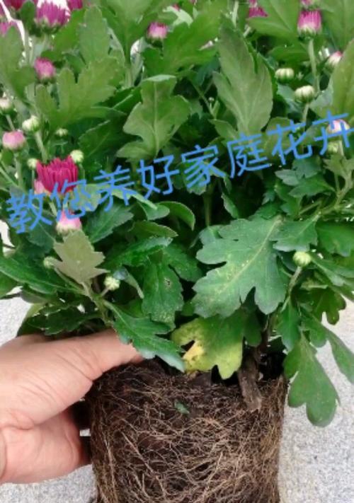 以菊花开过了的养护经验分享（细说如何正确地养护以菊花开过了，让它们延续美丽）