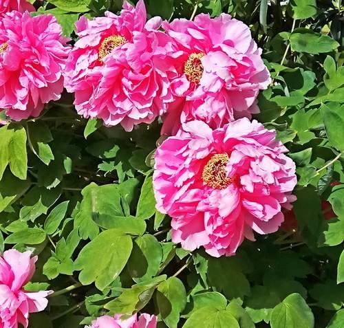 揭秘牡丹花的开花习性（了解牡丹花四季开花的真相）
