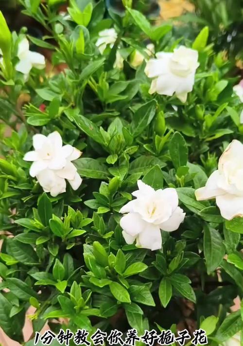 如何养护剪下的栀子花？（栀子花养护的关键技巧与注意事项）